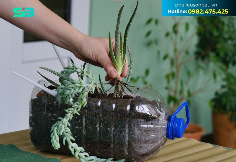 Chai nhựa 5 lít để làm chậu hoa có kích thước trung bình đến lớn, phù hợp trồng cây ăn quả mini hoặc cây cảnh để bàn Chai nhựa 5 lít để làm chậu hoa có kích thước trung bình đến lớn, phù hợp trồng cây ăn quả mini hoặc cây cảnh để bàn